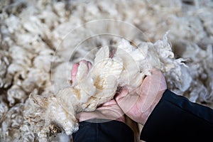 Sheared lamb wool on a table