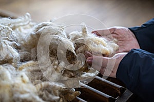 Sheared lamb wool on a table