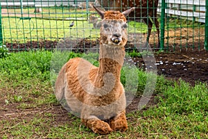 A sheared llama lies on the grass