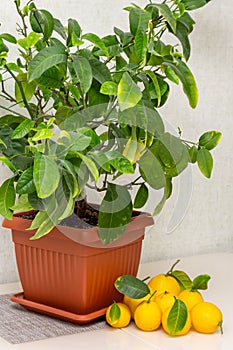 Sheared ripe yellow-orange lemon fruits near the potted citrus plant on the dining table, close-up. Harvesting the indoor growing