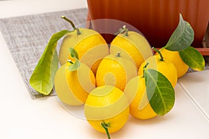 Sheared ripe yellow-orange lemon fruits near the potted citrus plant on the dining table, close-up. Harvesting the indoor growing