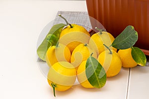 Sheared ripe yellow-orange lemon fruits near the potted citrus plant on the dining table, close-up. Harvesting the indoor growing