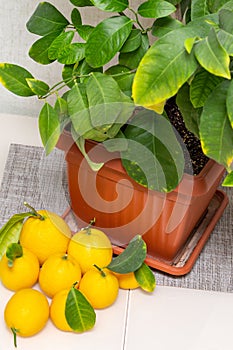 Sheared ripe yellow-orange lemon fruits near the potted citrus plant on the dining table, close-up. Harvesting the indoor growing