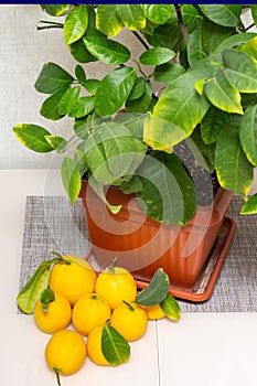 Sheared ripe yellow-orange lemon fruits near the potted citrus plant on the dining table, close-up. Harvesting the indoor growing