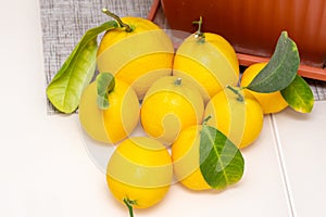 Sheared ripe yellow-orange lemon fruits near the potted citrus plant on the dining table, close-up. Harvesting the indoor growing