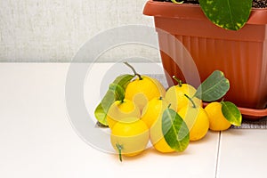 Sheared ripe yellow-orange lemon fruits near the potted citrus plant on the dining table. Harvesting the indoor growing tasty