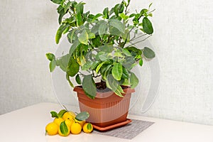 Sheared ripe yellow-orange lemon fruits near the potted citrus plant on the dining table. Harvesting the indoor growing tasty