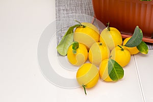 Sheared ripe yellow-orange lemon fruits near the potted citrus plant on the dining table. Harvesting the indoor growing tasty