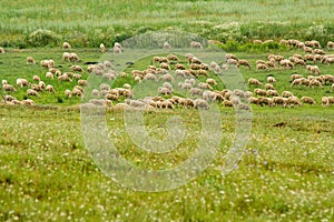 Sheared sheep photo