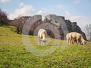 Sheared sheep graze