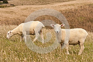 Sheared sheep grazing