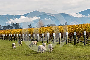Sheared sheep grazing in autumn vineyard