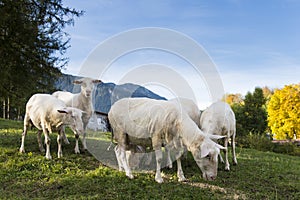 Sheared sheep grazing on hill photo