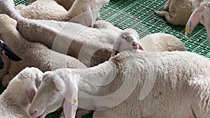 Sheared sheep lie and chew in a stall on a farm