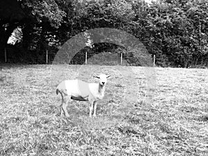 Sheared Sheep looking at me in a field.