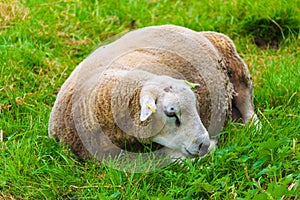 Sheared sheep relaxing on a fresh summer greenery