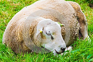 Sheared sheep relaxing on a fresh summer greenery