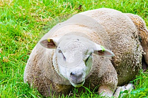 Sheared sheep relaxing on a fresh summer greenery