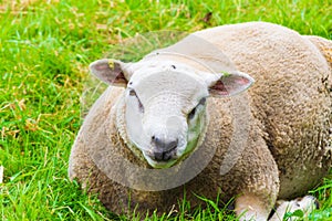 Sheared sheep relaxing on a fresh summer greenery