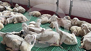 Sheared sheep sleep on the floor in a stall on a farm