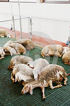 Sheared sheep sleep hugging on the floor on a closed farm