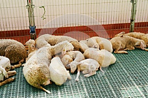 Sheared sheep sleep side by side on the floor in a indoor farm