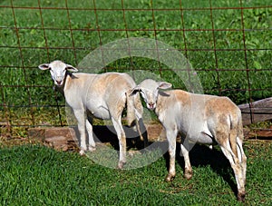 Sheared Sheep Stand in Rustic Pen photo