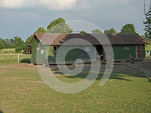 Sheared sheep walking from wooden farm house cote stable, in countryside, grass, tree and forest background, rural scene