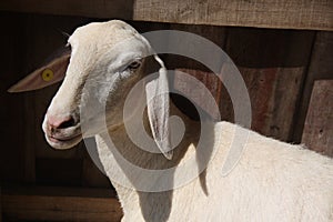 Sheared sheep photo