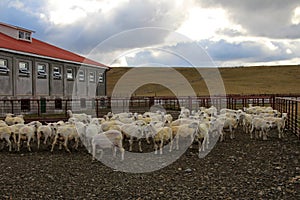 Sheared sheeps at an estancia near Rio Grande, Patagonia, Argentina photo