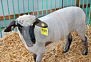 Sheared White Sheep in Pen photo