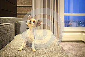 Sheared Yorkshire terrier with a raised muzzle on photo