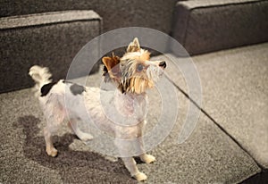 Sheared Yorkshire terrier with a raised muzzle