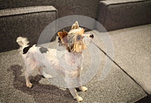 Sheared Yorkshire terrier with a raised muzzle photo