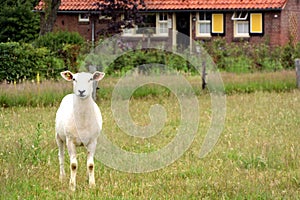 A sheared young sheep standing in a meadow