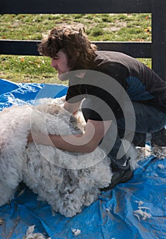 Shearer with a pile of alpaca fleece photo