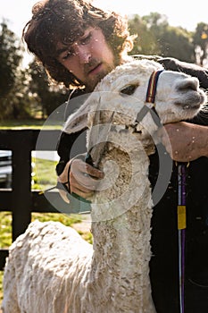 Shearer and white Huacaya alpaca photo