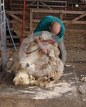 Shearing