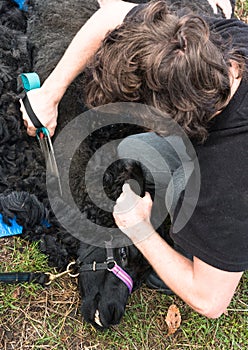 Shearing black alpaca