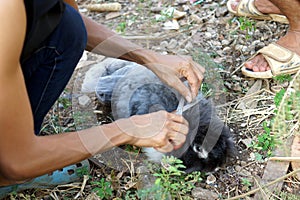 Shearing a furry rabbit