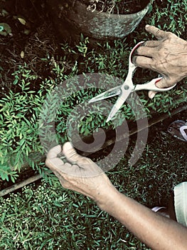 Shearing of the plant
