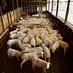 Shearing Shed