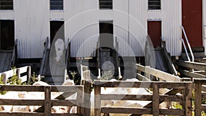 Shearing shed