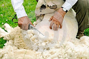 Shearing Sheep photo