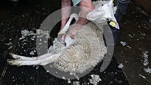 Shearing sheep