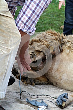 Shearing a sheep