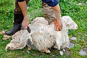 Shearing sheep