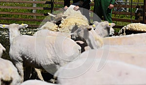 Shearing Sheep