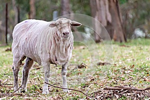 Shearing the sheep day at the farm