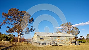 Shearing sheep in rural Australia